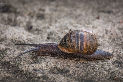 Close-up of snail