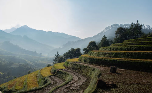 Viewpoint terraced rice fields the morning sun shines on the rice fields.at mu cang chai in vietnam.