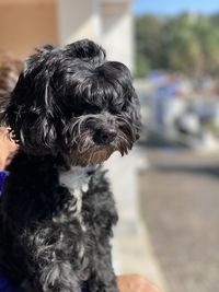 Close-up of dog looking away