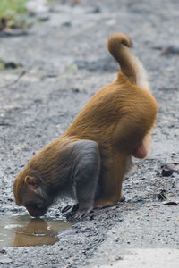 Close-up of squirrel