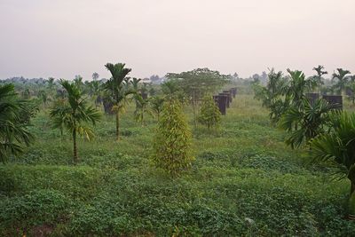Plants growing on field against sky