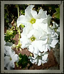 Close-up of white flowers