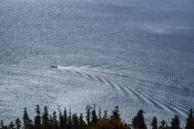 High angle view of pine trees during winter