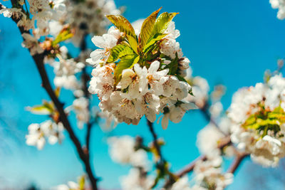 Close-up of cherry blossoms against blue sky