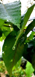 Close-up of water drops on leaf