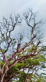 Low angle view of bare tree against sky