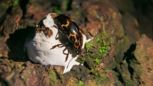 Close-up of insect on rock