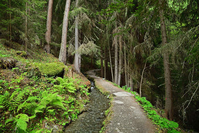 Footpath amidst trees in forest