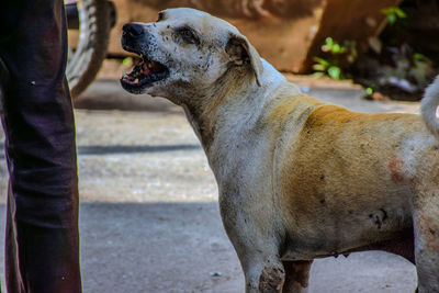 Low section of dog standing outdoors