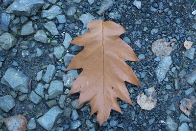 High angle view of maple leaf on pebbles