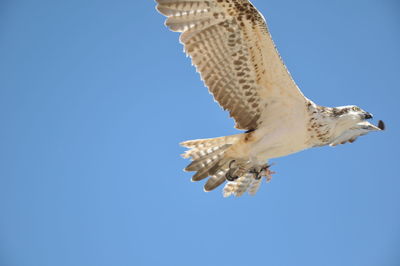 Low angle view of seagull flying