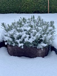 Close-up of snow on potted plant