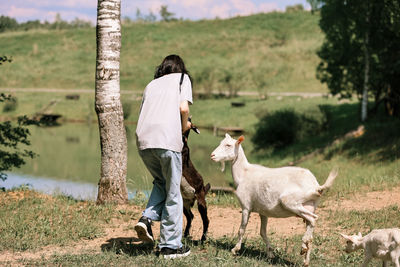 Girl feeds and plays with goats on a farm