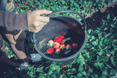 Low section of woman holding strawberries in bucket