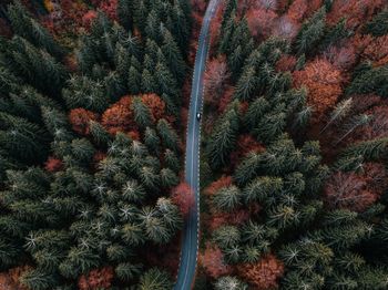 Aerial view of road amidst pine trees in forest during autumn