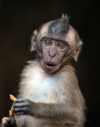 Monkey looking away against black background