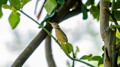 Low angle view of bird perching on branch