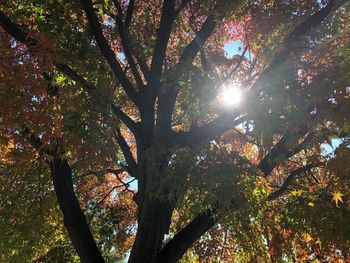 Low angle view of sunlight streaming through trees