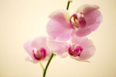 Close-up of pink flower