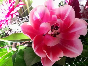 Close-up of pink flowers