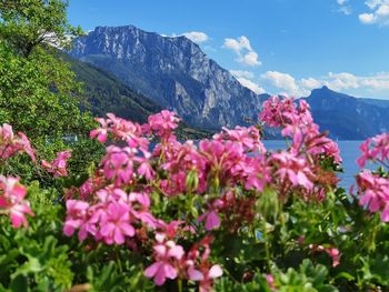 Pink flowering plants by mountains against sky