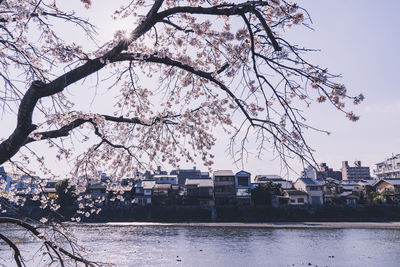 Cherry tree by river against buildings in city