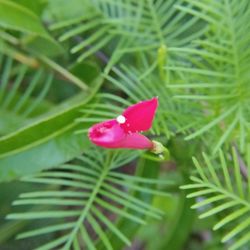 Close-up of flower blooming outdoors