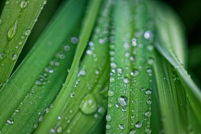 Close-up of raindrops on green leaves during rainy season