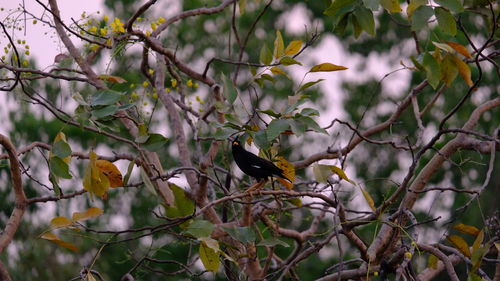 Bird perching on a tree