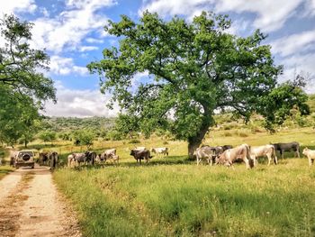 Horses in a field