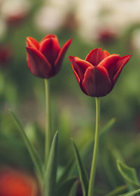 Close-up of pink tulip