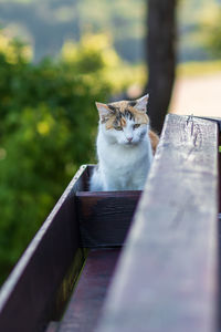 Portrait of cat sitting on railing