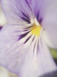 Macro shot of purple flower