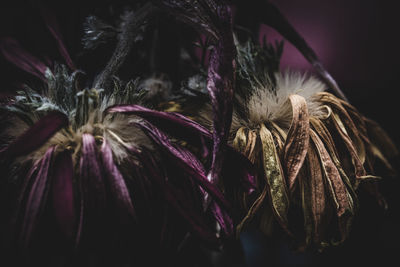 Close-up of purple flowers
