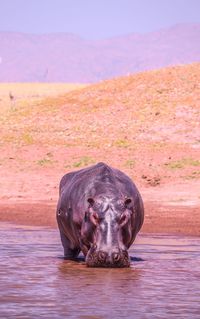 Hippo lake kariba 