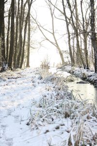 Snow covered trees in forest