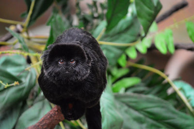 Close-up portrait of a monkey