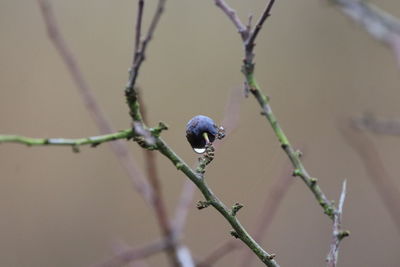 Close-up of berries on branch