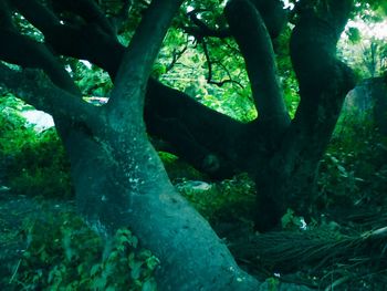 Trees growing in a park