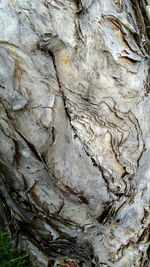 Full frame shot of tree trunk