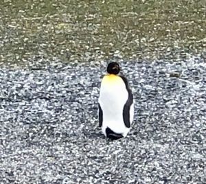 High angle view of bird standing on road