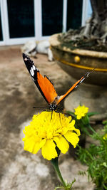 Close-up of butterfly perching on yellow flower