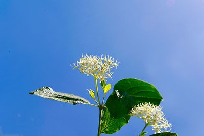 Low angle view of flowering plant against blue sky