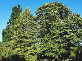 Low angle view of trees against sky