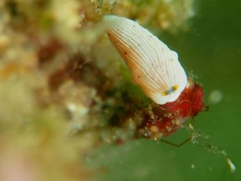 Close-up of insect on red leaf