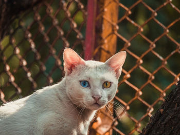 Close-up portrait of a cat with a fence behind.