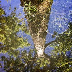 Low angle view of trees against blue sky