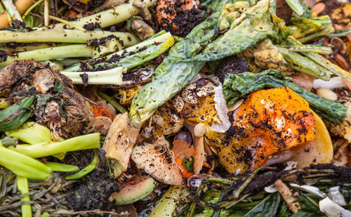 Detail shot of organic waste