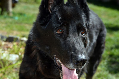 Close-up portrait of black dog