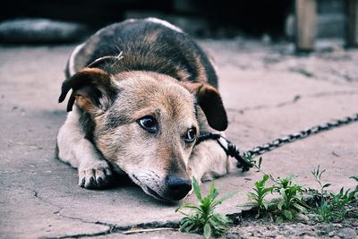 Close-up of dog lying down